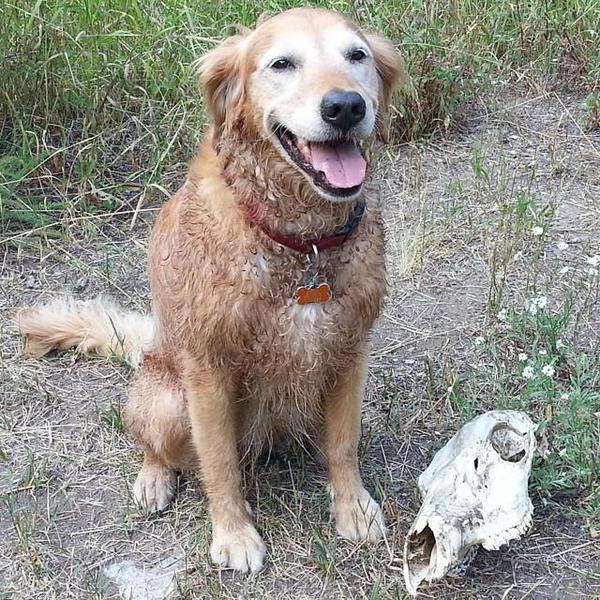 happy golden retriever dog